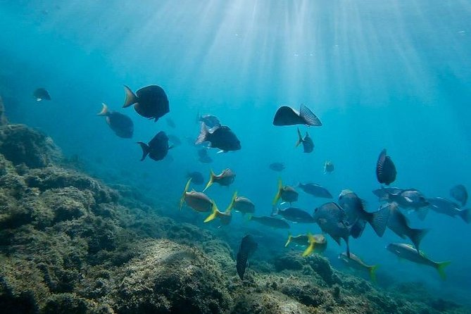Snorkeling in Paradise - Videos Included - Timing, weather, and cancellation details