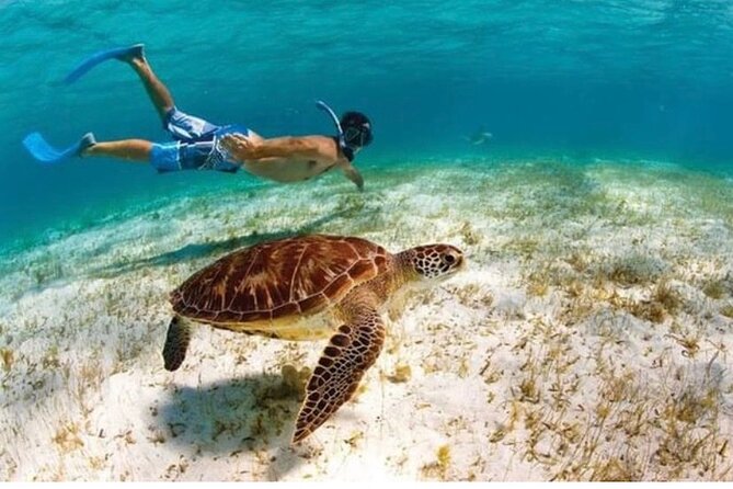 Snorkeling in Paradise - Videos Included - About an hour among fish, turtles, and urchins