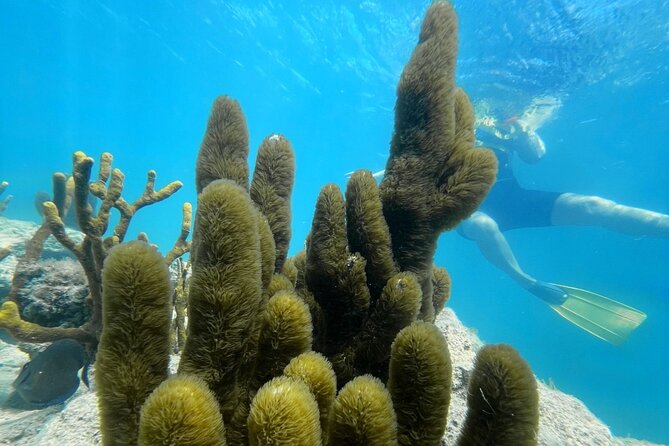Snorkeling & Kayak Eco-Adventure in Puerto Rico - Key details before you book