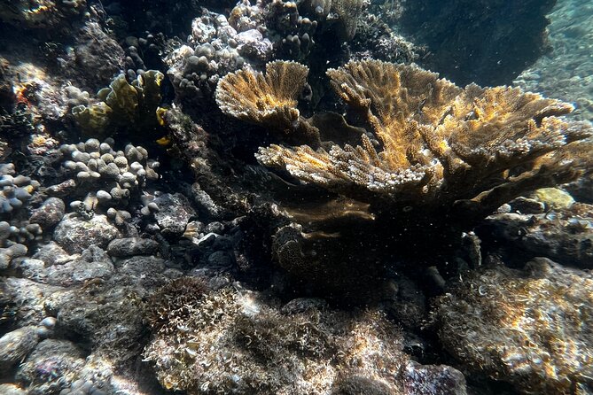 Snorkeling & Kayak Eco-Adventure in Puerto Rico - The eco lesson is part of the experience