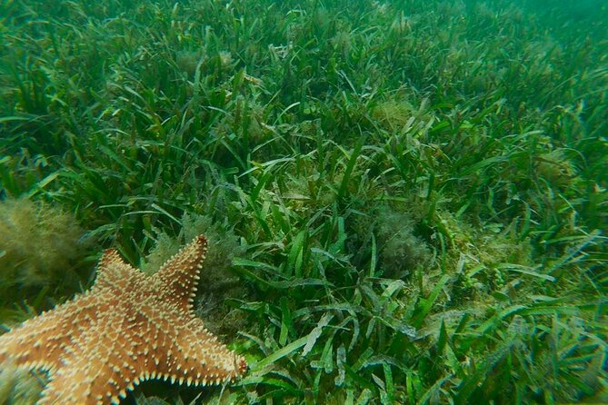 Snorkeling & Kayak Eco-Adventure in Puerto Rico - Is $69 a fair price?