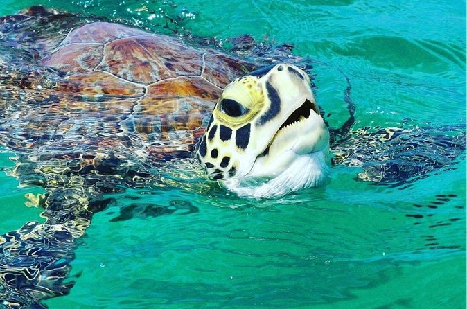 Snorkeling Tour to Vieques Island only 30 minutes away! - Timing, weather, and cancellation rules