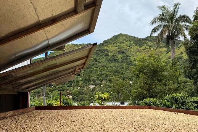 Sueños de Cafe - A Coffee Lovers Dream - Five things that make this coffee tour different