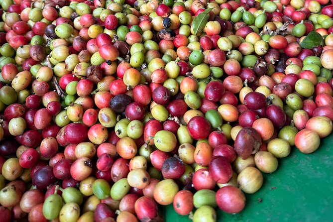 Sueños de Cafe - A Coffee Lovers Dream - Leaving the coast for Puerto Rico’s central spine