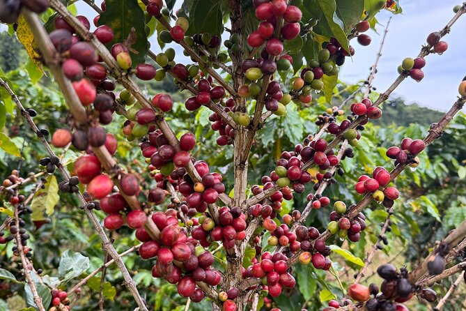 Sueños de Cafe - A Coffee Lovers Dream - Who should book this experience