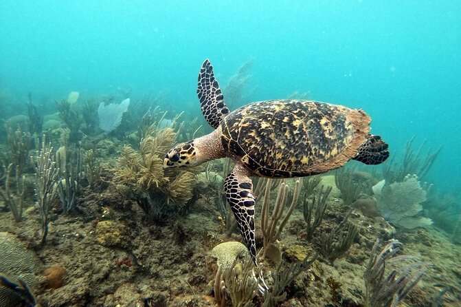 Sunset Snorkeling - What the Rincón twilight session is really like