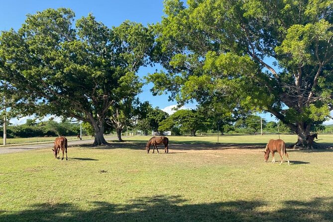 Vieques Bio Bay Tour and Beach Day Trip from San Juan by Ferry - Esperanza’s Malecon and dinner