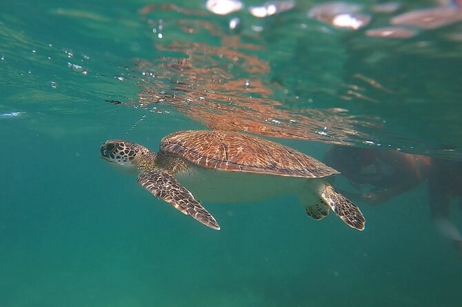 VIP San Juan: Snorkeling Tour with Turtles with Free Videos - Why the shore entry works so well