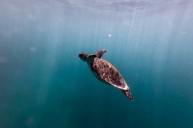 VIP San Juan: Snorkeling Tour with Turtles with Free Videos - More than turtles: fish, urchins, squid, and other surprises