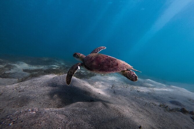 VIP San Juan: Snorkeling Tour with Turtles with Free Videos - What the free videos are really worth