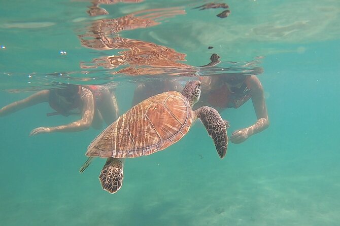 VIP San Juan: Snorkeling Tour with Turtles with Free Videos - The first minutes: gear, safety, and getting comfortable