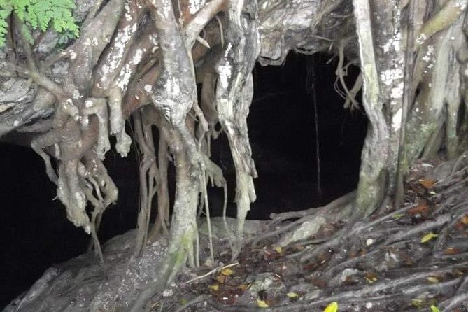 Window Cave Walking Tour from San Juan - Taíno petroglyphs add meaning to the walk